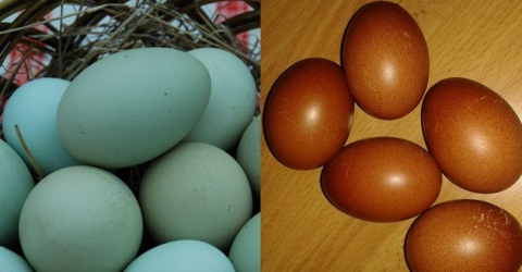 Lecce, galline che fanno le uova azzurre e color cacao: �Sono naturali, nascono cos�